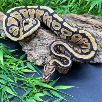 Spotnose Dh Hypo Clown 50%pos Het VPI Axanthic Ball Python - male for sale from REPTIZON s.r.o.