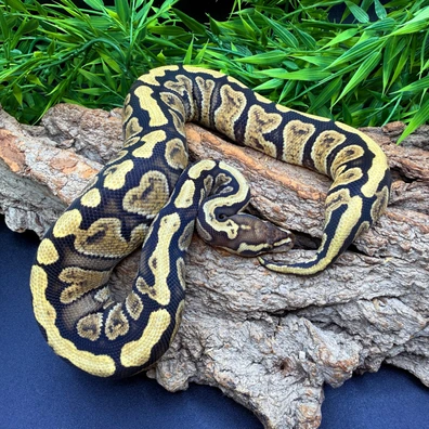 GHI Spotnose Dh Hypo Clown 50%ph VPI Axanthic Ball Python - male for sale from REPTIZON s.r.o.