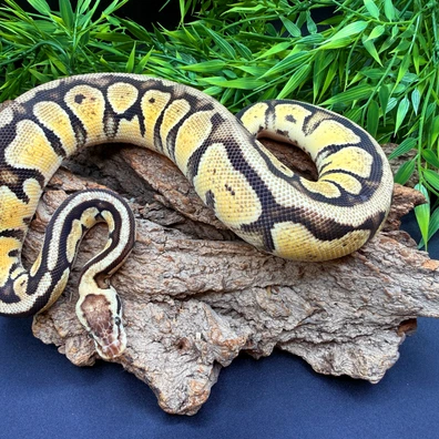 Specter Pastel Het Clown Ball Python - female for sale from REPTIZON s.r.o.