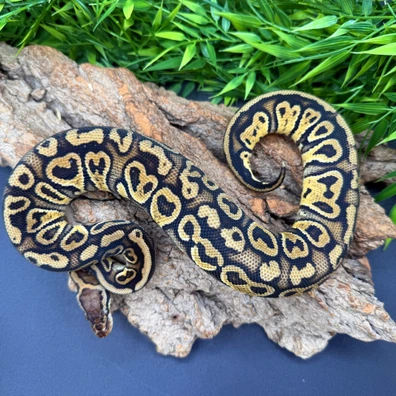 Trick Pastel Het Clown Ball Python - female for sale from REPTIZON s.r.o.