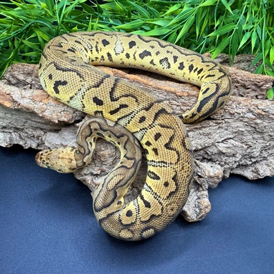 Pastel Clown Ball Python - female for sale from REPTIZON s.r.o.