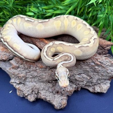 GHI Pastel Lesser Hypo Het Clown Ball Python - female for sale from REPTIZON s.r.o.