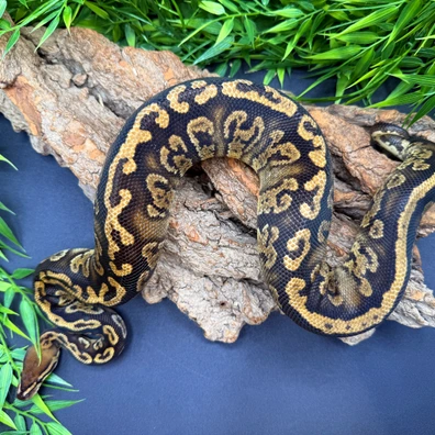 Kosmos YB/WF Het Clown Ball Python - male for sale from REPTIZON s.r.o.