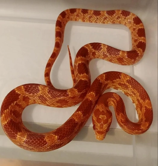 PSspecial - F Red Factor Amel Corn - Het Scaleless Corn Snake by Ted ...