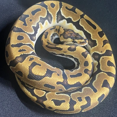 Puzzle Ball Python - female for sale from DBG Reptiles