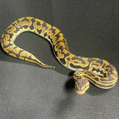 Puzzle Ball Python - male for sale from DBG Reptiles
