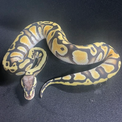 Firefly Cypress (Honey) Het Clown Het Hypo Ball Python - male for sale from DBG Reptiles
