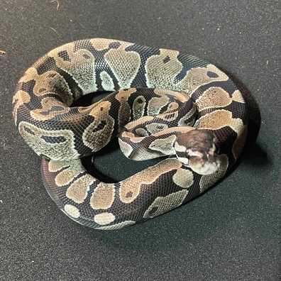 Vpi Axanthic Pos Het Clown Ball Python - female for sale from DBG Reptiles