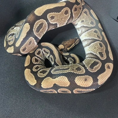 Het Vpi Axanthic Het Clown Ball Python - female for sale from DBG Reptiles