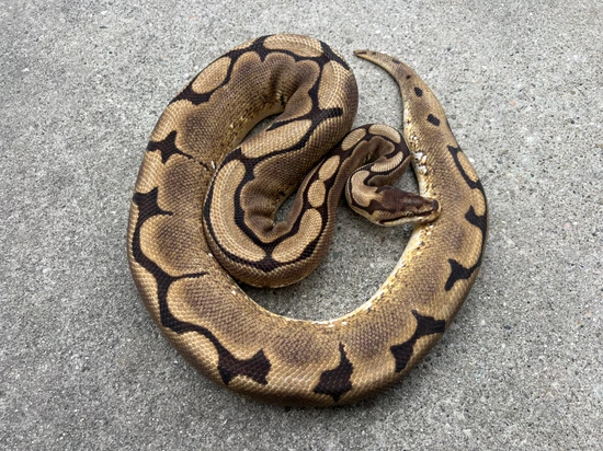 Spider Or Spider Cryptic? Ball Python by JReptiles