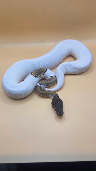 Mojave Pied Pos Het Vpi Ball Python by Tuff Art Pythons