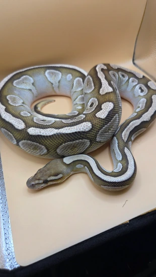 Butter Het Dg Ball Python by Tuff Art Pythons