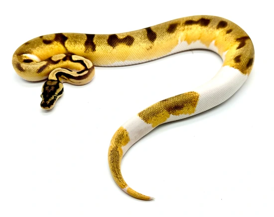 High Intensity OD Enchi Pastel Poss GeneX Piebald Het Hypo Ball Python ...