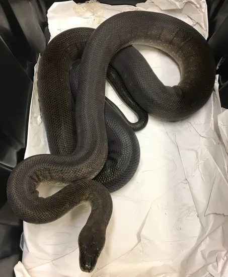 Macklot's Python Size Group Macklot's Pythons 1.2 by Chase-N-Reptiles