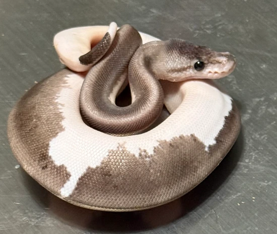 Grey Matter Ball Python by Russo Reptiles