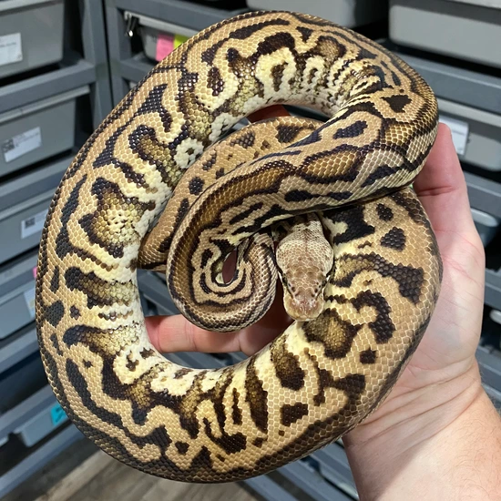 Stranger, Leopard, Pastel, Spotnose, Het Clown, Pos Het Monsoon Ball ...