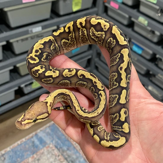 Ghi, Red Stripe, HRA, 💯 Het 🤡 Ball Python by NeverEndinMorphs