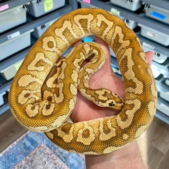 Pompeii Python Pompeii, Russo (Locking Currently) Ball Python by Easy Day Morphs