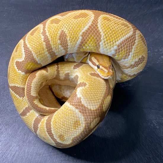 Ultramel Ball Python by Easy Day Morphs