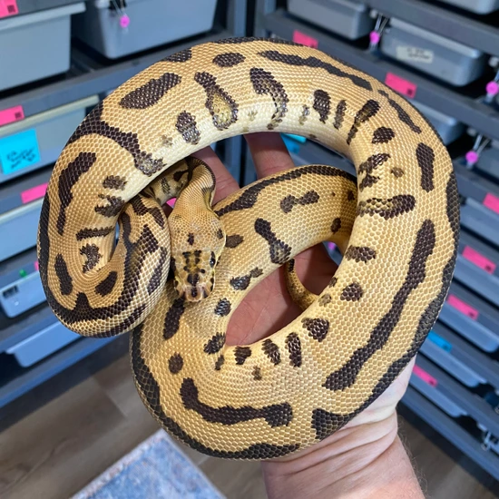 Fire, Batman Ball Python by Easy Day Morphs