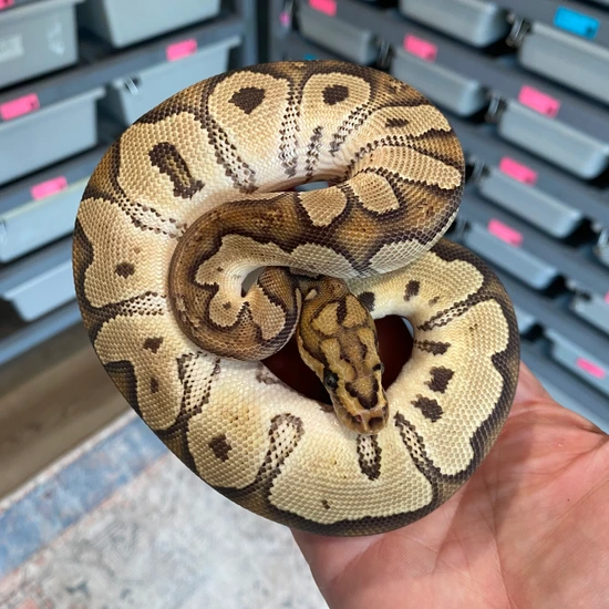 Fire, Clown Ball Python by Easy Day Morphs