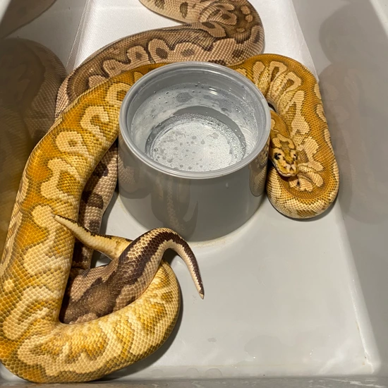 Pompeii Python Pompeii, Russo (Locking Currently) Ball Python by Easy Day Morphs
