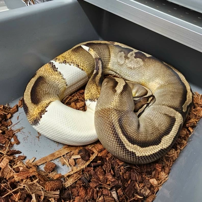 0.1 GHI Pied (PB) Ball Python - female for sale from RTPythons