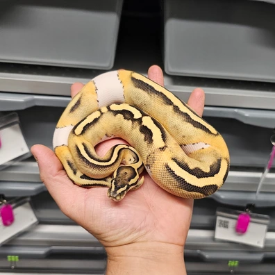 DG Pied 1100g Ball Python - female for sale from RTPythons