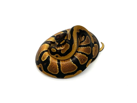 NR Mandarin Dbl Het Pied Hypo 50% Het Cryptic Ball Python by Newton's ...