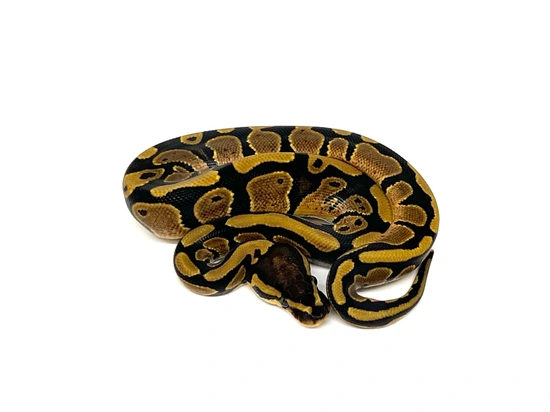 NR Mandarin Dbl Het Pied Hypo 50% Het Cryptic Ball Python by Newton's ...