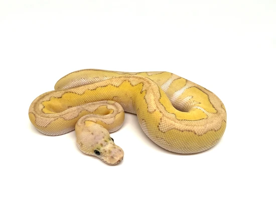 Butter Enchi Pastel Clown Het Ultramel Ball Python by Newton's Reptiles