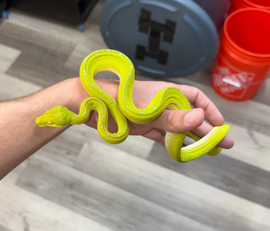 Manokwari Green Tree Python by Scales Exotics