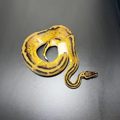 Pastel Pied 66% Desert Ghost Pair Ball Python - female for sale from LUX Royals