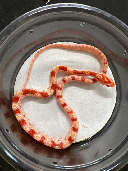 Amel Reverse Okee Corn Snake by Ryan’s Reptiles