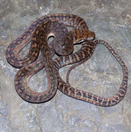 Tanahmerah Southern Scrub Python by Molecular Reptile