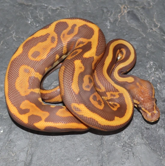 Spotnose Leopard Blackhead Ulramel Ball Python by Molecular Reptile