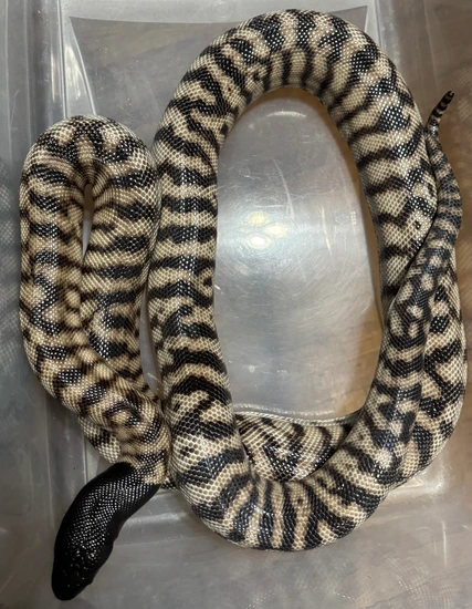 Western Outcross Pos Het Axanthic Blackhead Python Black-Headed Python ...