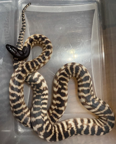 %75 Het Axanthic Blackhead Python Black-Headed Python by Ryann’s Rad ...