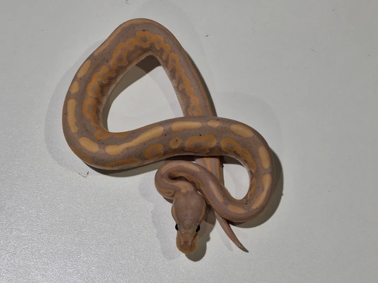 Lotus Python Banana Cinnamon Het Piebald Ball Python by Lotus Morphs