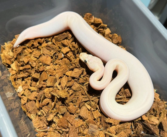 Ivory (Orange Dream Pastel Vanilla) 100%Het Piebald Ball Python by ...