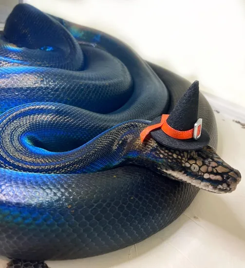 Super GC (Nonviable) Reticulated Python by Whips, Chains & Scales