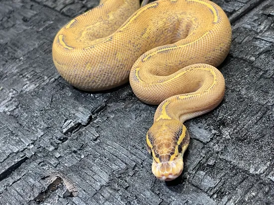 Highway Ball Python by Safari Pets