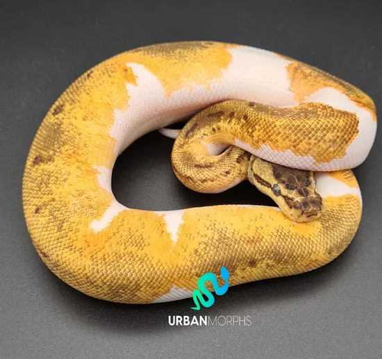 Pinstripe Yellow Belly Pied Ball Python by Urban Morphs