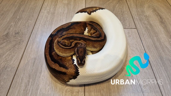 **Proven** Piebald (Ready For This Season) Ball Python by Urban Morphs