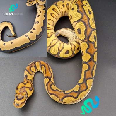 ***PAIR*** Fire YB Clown (F) & OD Clown (M) Ball Python - female for sale from Urban Morphs