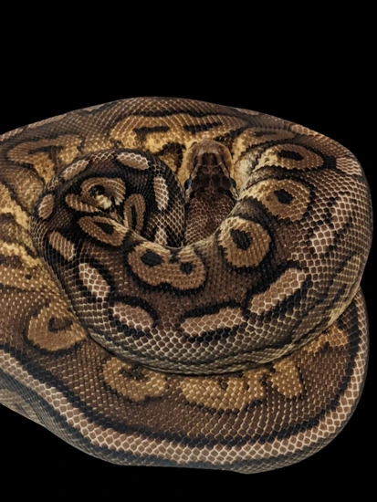 Adult Pewter Female Ball Python by Arboreal Addictions