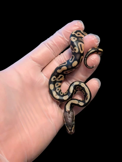 Pastel 50% Het Genetic Stripe Ball Python by Arboreal Addictions