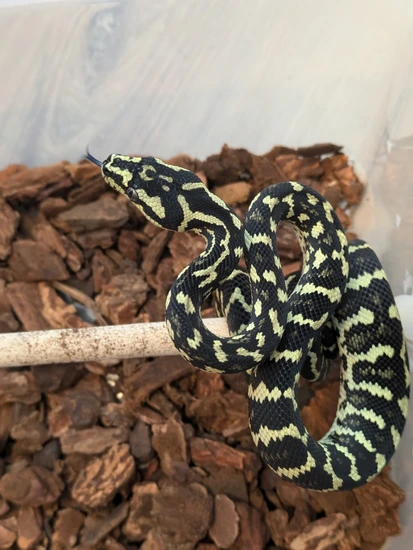 Jungle Carpet #08.24.04 Jungle Carpet Python by Arboreal Addictions