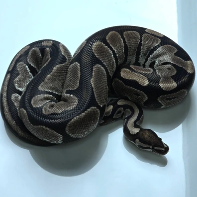 Axanthic Het Pied Ball Python - female for sale from Snake Lab