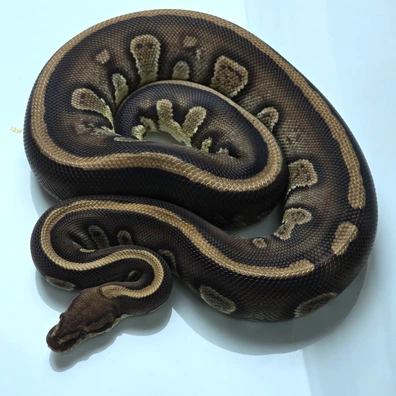 Stranger Het Pied 50% Het Moray Ball Python - female for sale from Snake Lab